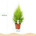 Green boutiQ - Zimmerpflanzen - Cupressus Gold Crest Wilma - Zimmerkoniferen - Wenig Pflege - Grün - 1 Pflanze - Topf 21cm - Höhe 85-95cm Bild 3