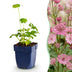 Green boutiQ - Perennial plant - Astrantia major - Masterwort - Shade - White-Pink - 24 plants - Pot 11cm - Height 15-25cm Bild 1