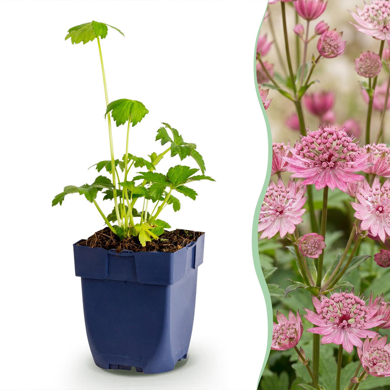 Green boutiQ - Perennial plant - Astrantia major - Masterwort - Shade - White-Pink - 24 plants - Pot 11cm - Height 15-25cm