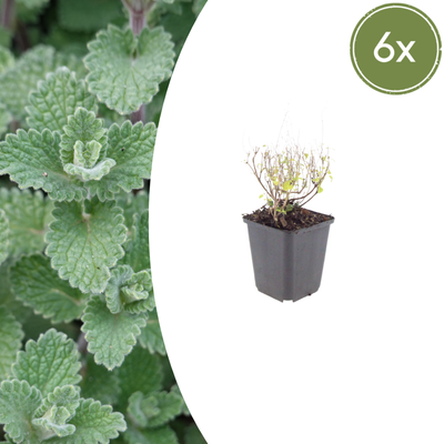 6x Katzenminze 'Nepeta' (10-25cm) - Duftende Staude für Ihren Garten