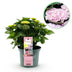 Hortensie Magical Revolution Pink: 6-10 Blüten, 55cm, Topf 23cm Bild 1