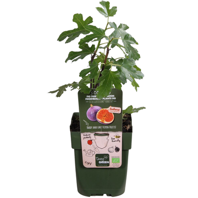 "Sweet Harvest Trio" Organic Fruit Plant Mix - Set with 3 Different Varieties