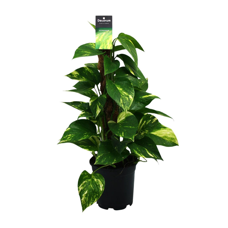 Scindapsus (Epipremnum) - Grünpflanze, Ø15cm, ca. 50cm hoch