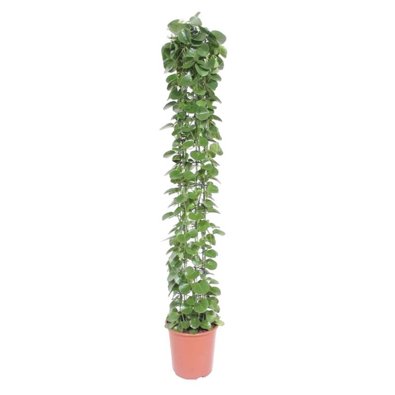Cissus rotundifolia Kletterpflanze, 160cm, mit Ständer