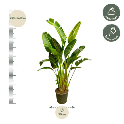 Strelitzia Augusta XXL, 250cm, Mehrfachstamm, Weiße Paradiesvogelblume
