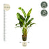 Strelitzia Augusta XXL, 250cm, Multi-stem, White Bird of Paradise Bild 2