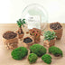 Flaschengarten Kuppel XL - Ficus Ginseng Bonsai DIY Set, 30 cm Bild 4