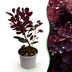 Cotinus coggygria Lilla: Purple blooms & purplish-red foliage, easy to care for Bild 1