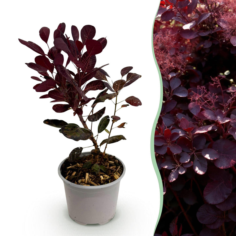 Cotinus coggygria Lilla: Purple blooms & purplish-red foliage, easy to care for