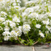 Perennial Candytuft 'Schneeflocke': White-Flowering Everbloomer for Rock Gardens & Beds Bild 6