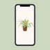 Spider Plant (Chlorophytum) in 12cm pot, 25cm high – Easy to care for Bild 5