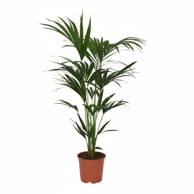 Howea Forsteriana (Kentia-Palme) Ø21cm - ↕120cm