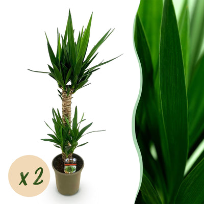 Yucca elephantipes Zimmerpflanze, Topf 19cm, Höhe 120cm