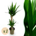 Yucca elephantipes Zimmerpflanze, Topf 19cm, Höhe 120cm Bild 1