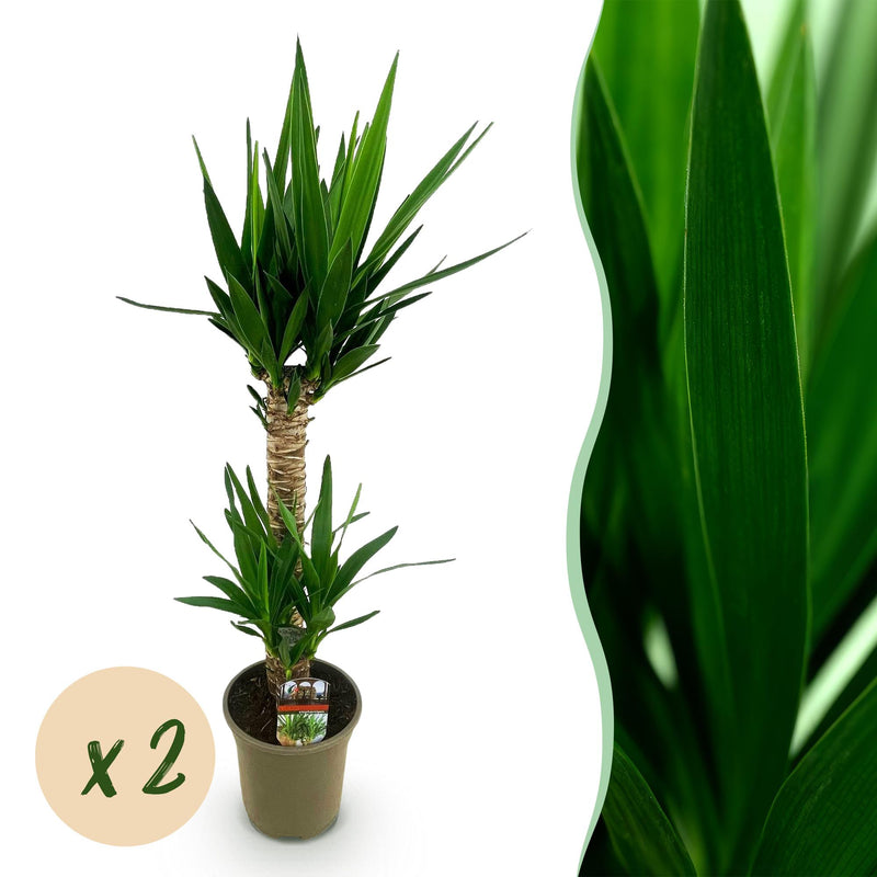 Yucca elephantipes Zimmerpflanze, Topf 19cm, Höhe 120cm