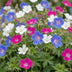 Green boutiQ - Perennial - Geranium Tricolour - Crane's Bill - Ground Cover - Purple - Pink - White - 12 Plants - Pot 11cm - Height 15-25cm Bild 5