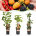 Green boutiQ Obstpflanzen Mix: Rote Johannisbeere, Schwarze & Gelbe Himbeere Bild 1