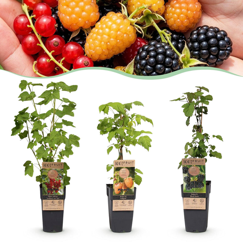 Green boutiQ Obstpflanzen Mix: Rote Johannisbeere, Schwarze & Gelbe Himbeere