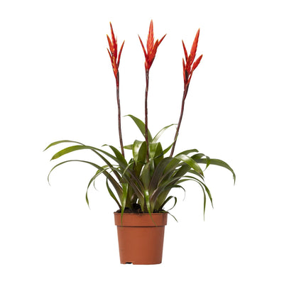 Vriesea Elan Toef - Exotische Zimmerpflanze, Ø12cm, ↕55cm