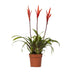Vriesea Elan Toef - Exotische Zimmerpflanze, Ø12cm, ↕55cm Bild 1