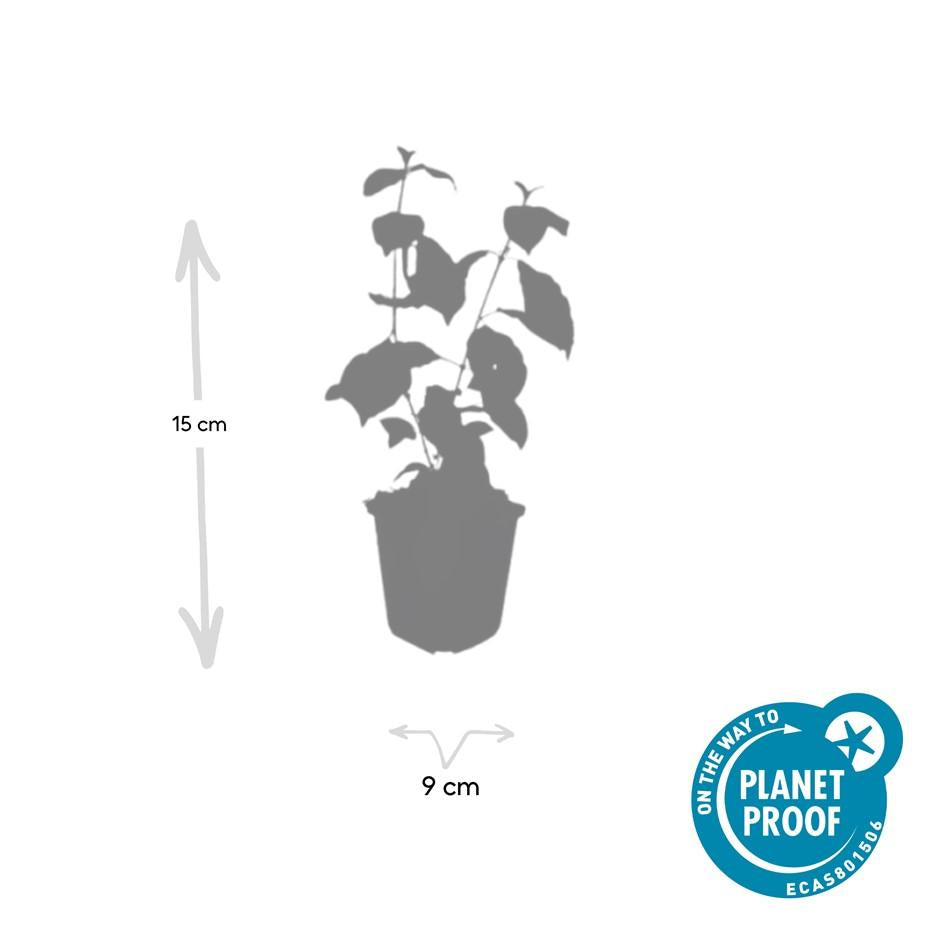 12x Cornus 'Midwinter Fire' - 10-25cm - Topf Ø9cm