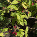 Dornenlose Brombeere 'Black Satin' - Ø13cm - ↕45cm Bild 5
