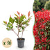 Green boutiQ - 16x Photinia fraseri Little Red Robin - Glanzmispel - Heckenpflanzen - Immergrün - Rot - Topf 9cm - Höhe 25-35cm Bild 1