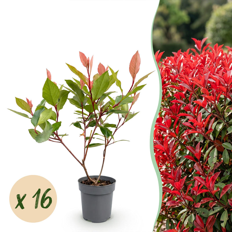 Green boutiQ - 16x Photinia fraseri Little Red Robin - Glanzmispel - Heckenpflanzen - Immergrün - Rot - Topf 9cm - Höhe 25-35cm