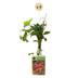 4x Parthenocissus tr. 'Veitchii Boskoop' Jungfernrebe, Kletterpflanze, Ø9cm Bild 2