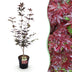 Japanischer Ahorn 'Bloodgood' (Acer palmatum) - 26cm Topf, 90cm Bild 1