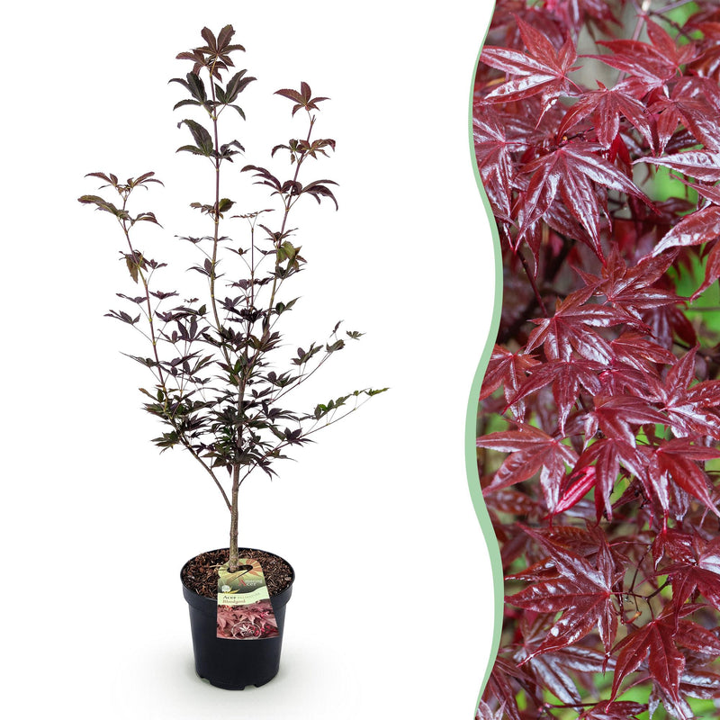 Japanischer Ahorn 'Bloodgood' (Acer palmatum) - 26cm Topf, 90cm