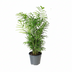 Chamaedorea Elegans - Ø14cm - ↕55cm Bild 1