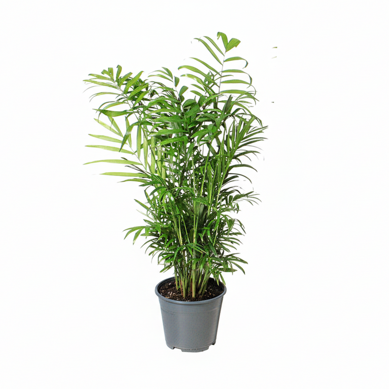 Chamaedorea Elegans - Ø14cm - ↕55cm
