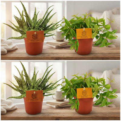 4er Set: Aloe Spider & Peperomia Ang. Rocca Vivace, Ø10,5cm