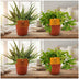 4er Set: Aloe Spider & Peperomia Ang. Rocca Vivace, Ø10,5cm Bild 2