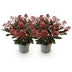 GreenboutiQ - Terrassenpflanze - Skimmia japonica Rubella - Blüte Rot - 15+ Blumen - 2 Pflanzen - Winterhart - Topf 15cm Höhe 30cm Bild 2