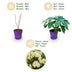 Hydrangea Arborescens FlowerWOW: Winter-hardy white hydrangea, 14cm pot Bild 4