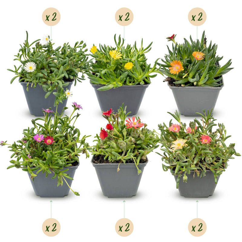 12x Delosperma Mix - Mittagsblume im 7cm Topf