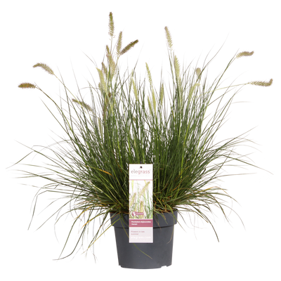 Pennisetum alopecuroides 'Hameln' - Ziergras im 19cm Topf, 40cm hoch