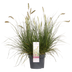 Pennisetum alopecuroides 'Hameln' - Ziergras im 19cm Topf, 40cm hoch Bild 1