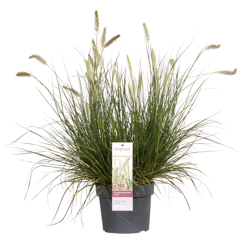 Pennisetum alopecuroides 'Hameln' - Ziergras im 19cm Topf, 40cm hoch
