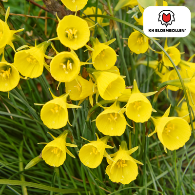 Narcissus Golden Bells 25 pieces