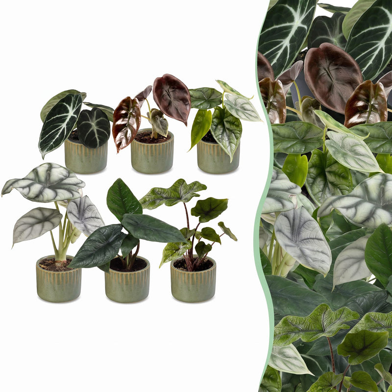 Baby Alocasia Familie: 6 Tropenpflanzen Mix, Ø6cm Töpfe