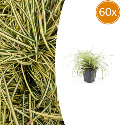 Japan Segge Evergold: 60er Set, winterhartes Ziergras als Bodendecker