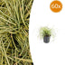 Japan Segge Evergold: 60er Set, winterhartes Ziergras als Bodendecker Bild 1