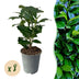 GreenboutiQ Prunus laurocerasus Novita Heckenpflanze, 8 Stück, grün Bild 1