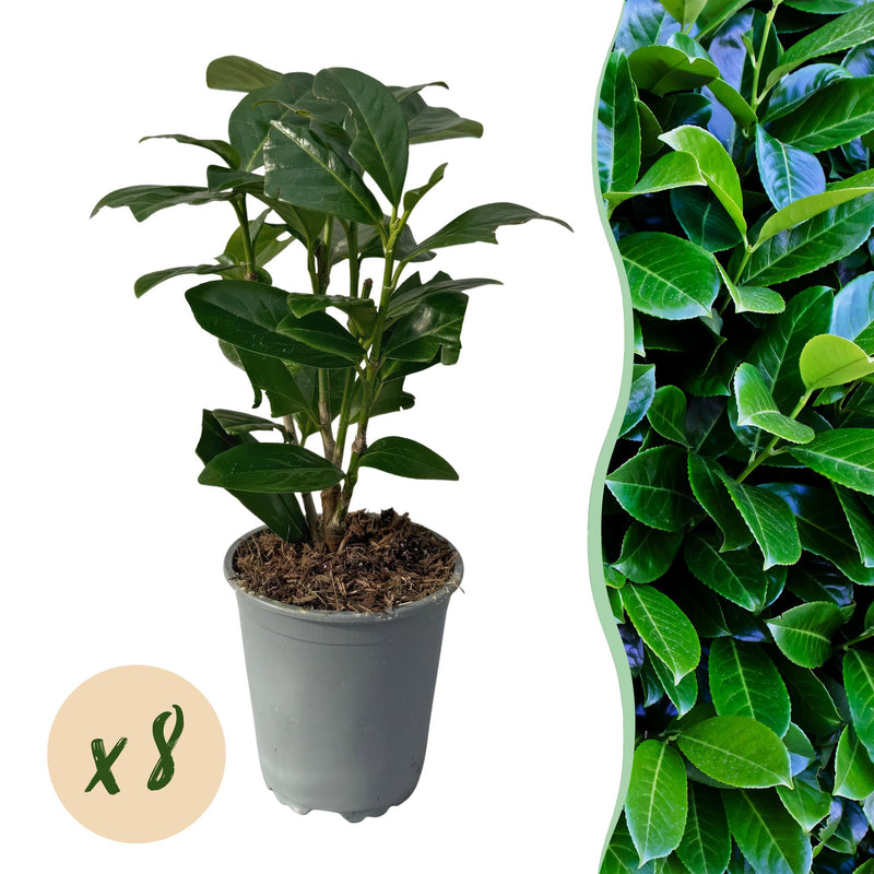 GreenboutiQ Prunus laurocerasus Novita Heckenpflanze, 8 Stück, grün