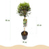 GreenboutiQ Ligustrum Stamm Pflanze - Immergrün & Winterhart - Topf 19cm Bild 3
