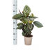 Calathea Ornata Sanderiana im 17cm Topf - Dekorativ mit pinken Streifen Bild 2