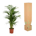 Areca-Palme Dypsis Lutenscens im 17cm Topf, 70cm hoch Bild 5